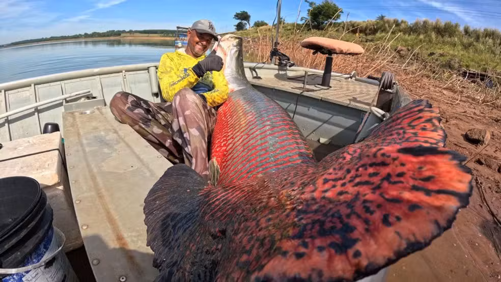 Peixe de grande porte foi capturado em Cardoso (SP) e viralizou nas redes sociais, enquanto especialistas alertam que a espécie exótica representa risco ao ecossistema