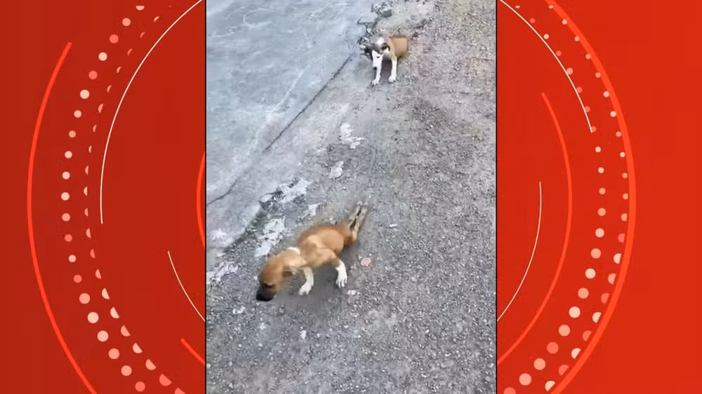 Protetor resgata filhotes doentes no ES