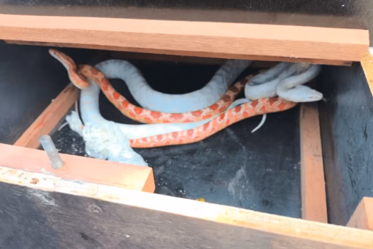 Polícia Ambiental encontra serpentes dentro de uma caixa em Bauru, no interior de São Paulo