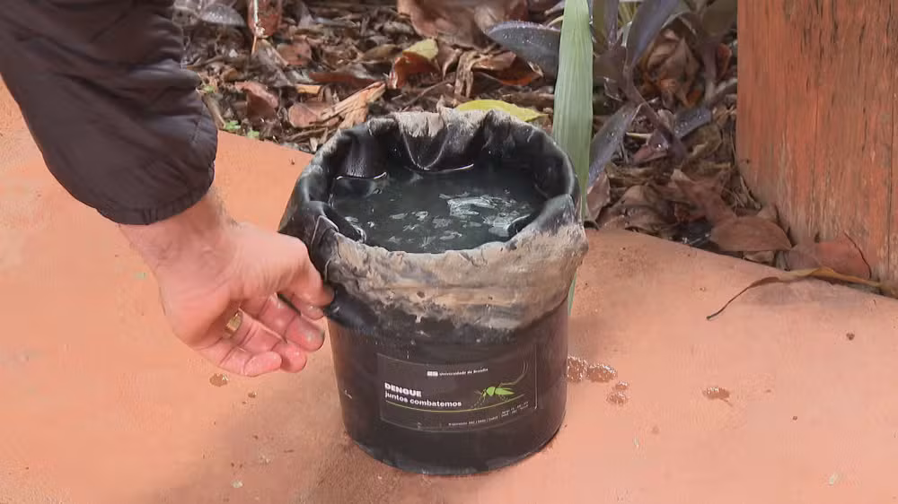 Projeto da UnB desenvolve armadilhas que fazem o Aedes aegypti levar o próprio veneno consigo