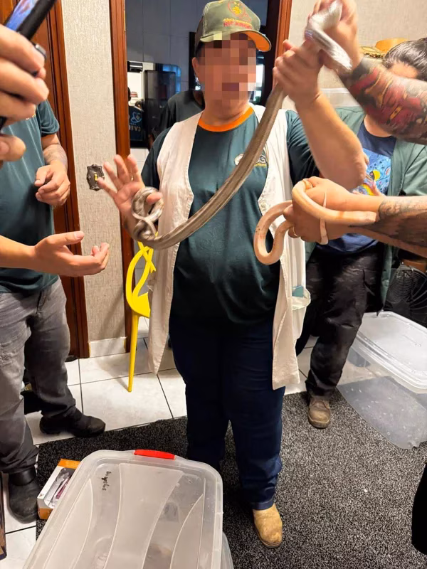 Setor de Proteção Animal de Sorocaba apreendeu 39 cobras e diversos outros animais mantidos de forma ilegal em cativeiro