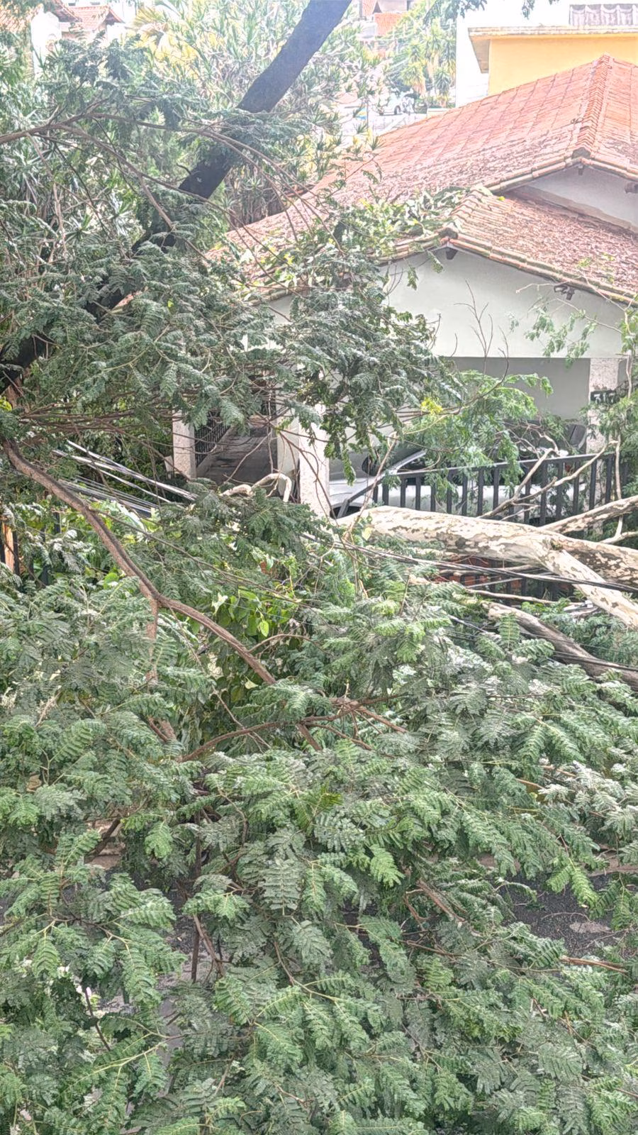 Fwd: Cemig alerta para riscos e orienta como proceder em caso de quedas de árvores durante tempestades