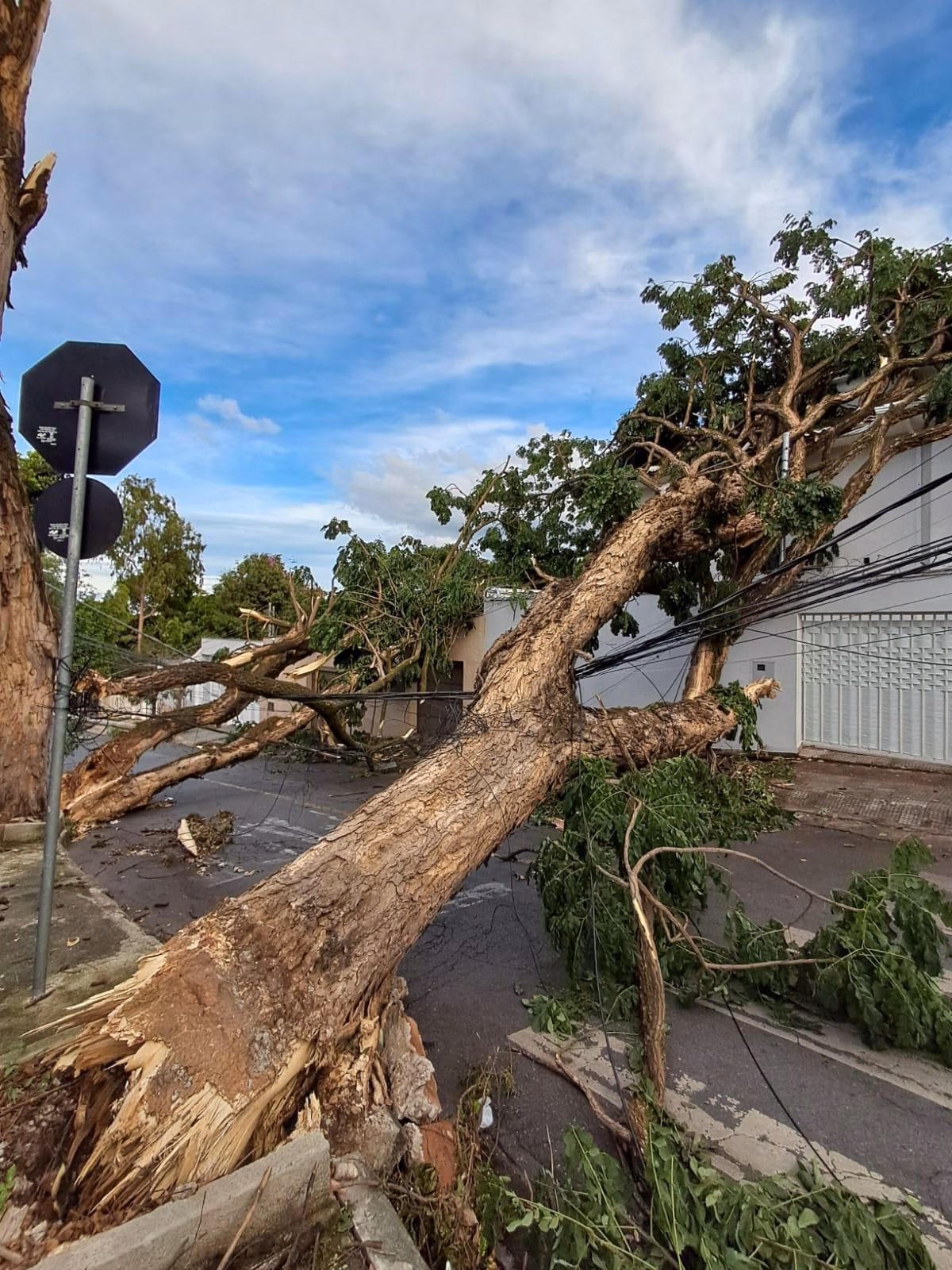 Fwd: Cemig alerta para riscos e orienta como proceder em caso de quedas de árvores durante tempestades