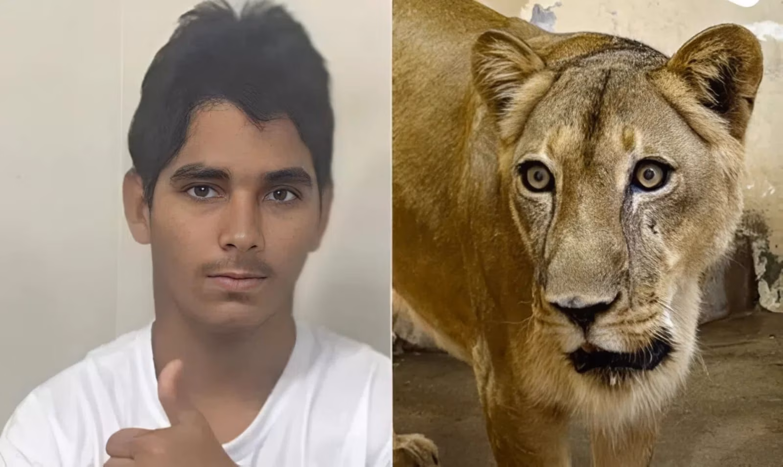 Carta de Natal de jovem morto por leoa revela pedidos emocionantes