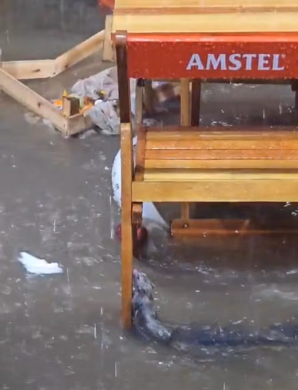 Rato é flagrado segurando em cadeira de bar durante temporal em Juiz de Fora