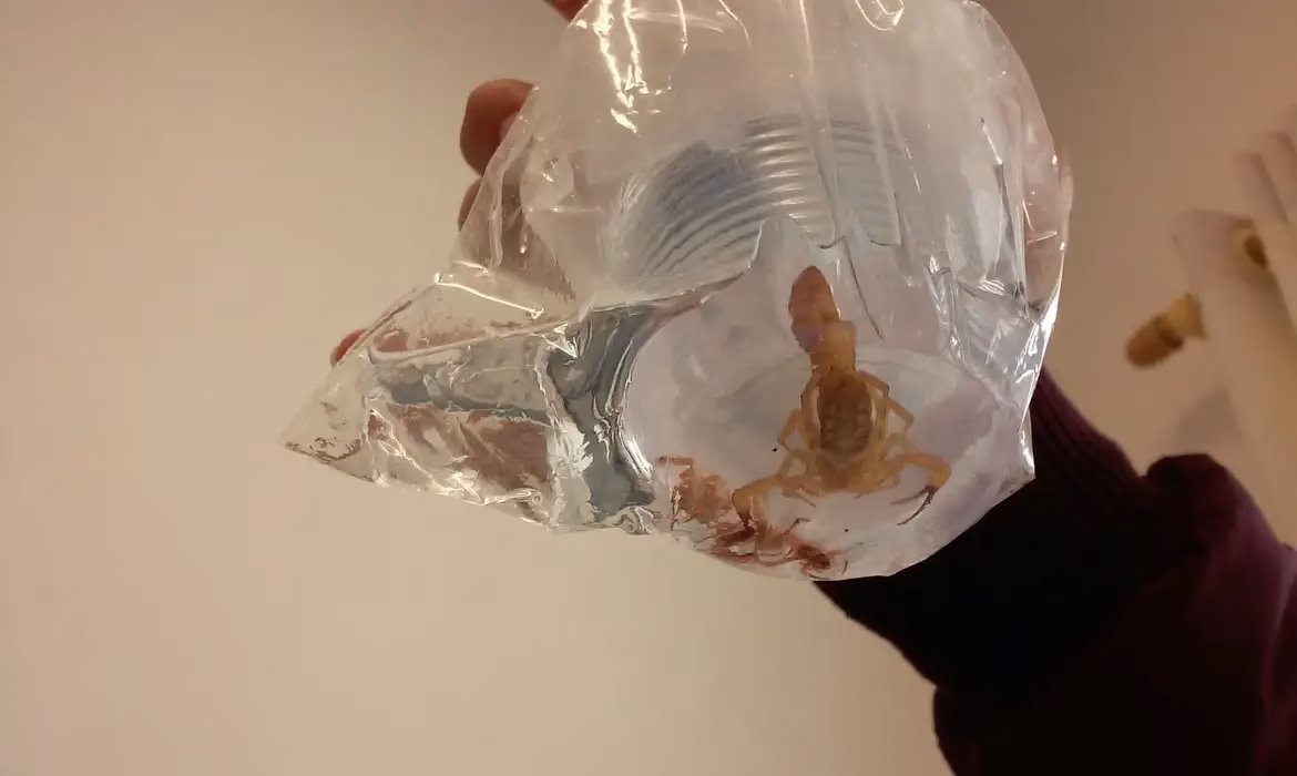 Caso é quarta morte por picada de escorpião no estado em 2025. Todas ocorreram na região norte do estado.