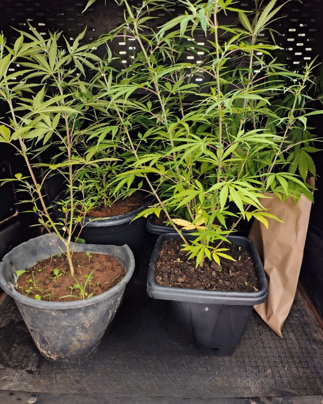 Fwd: Divulgação de matéria - 12ºDEPPC - Operação Conjunta Radix - trafico de drogas 14/01/26