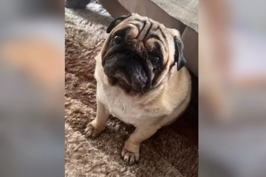 O pug Bucky morreu na tarde de segunda-feira (12/1) cerca de cinco horas após ter sido deixado em um hotel para pets em Santos, no litoral.