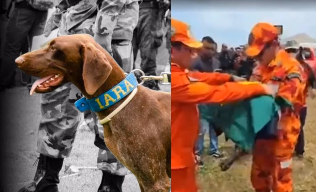 Cadela Iara morreu quando seguia para realizar buscas 