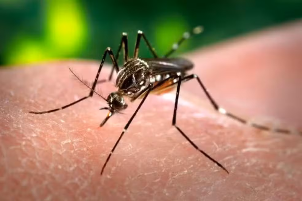 Aedes aegypti, transmissor da dengue.