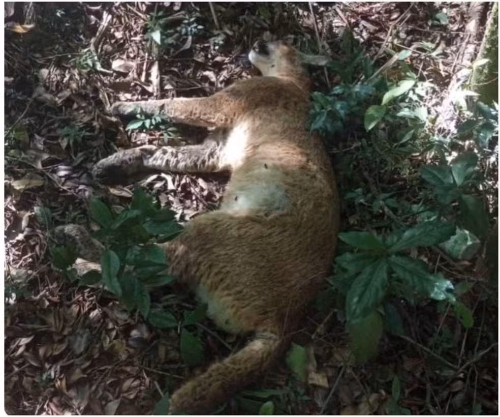 Onça-parda encontrada morta na Cantareira