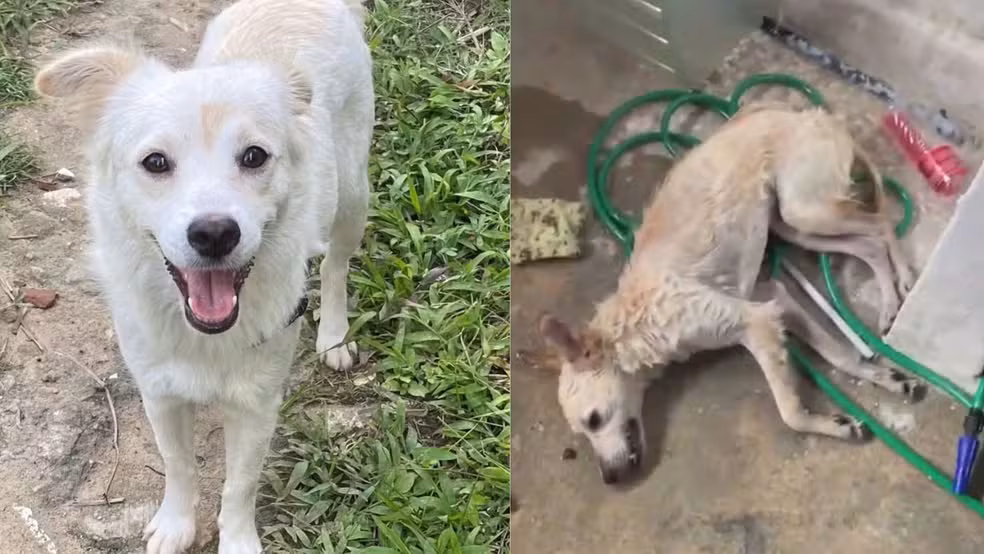 Cadela é espancada por ex-companheiro da tutora em Olinda