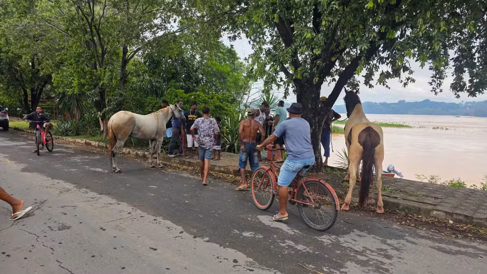 Cavalos foram resgatados sem ferimentos