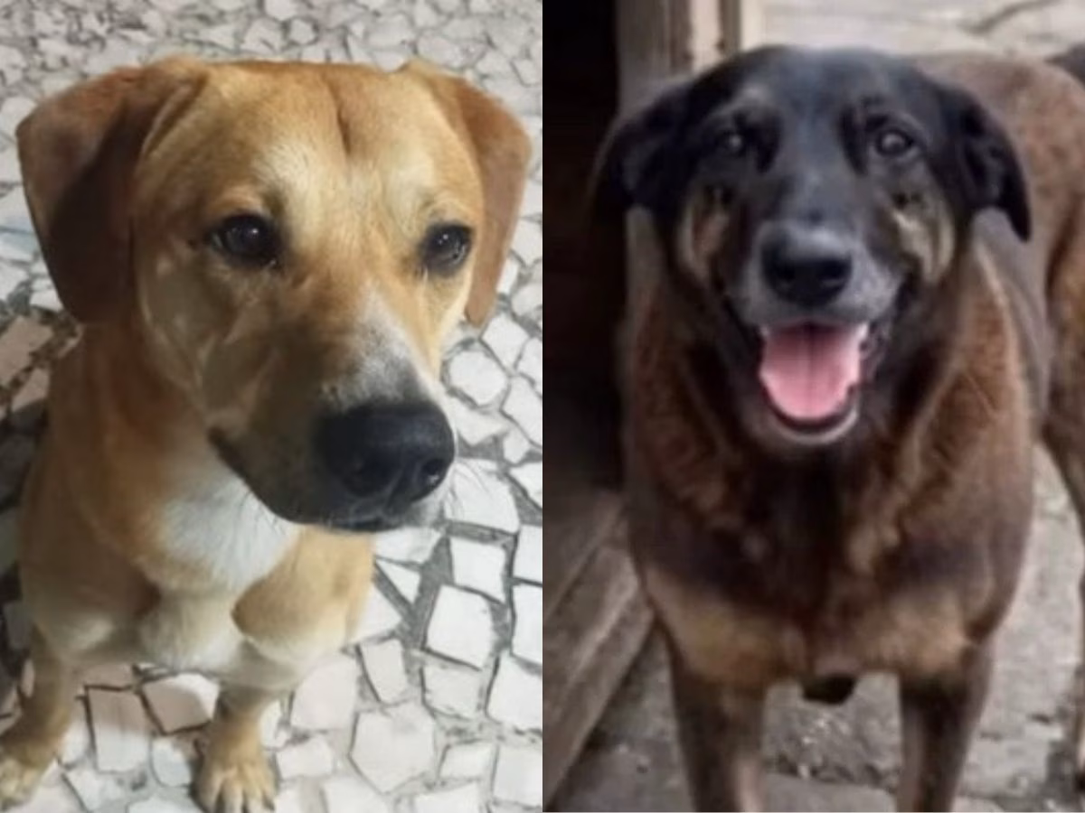 Cão Caramelo e Cão Orelha 