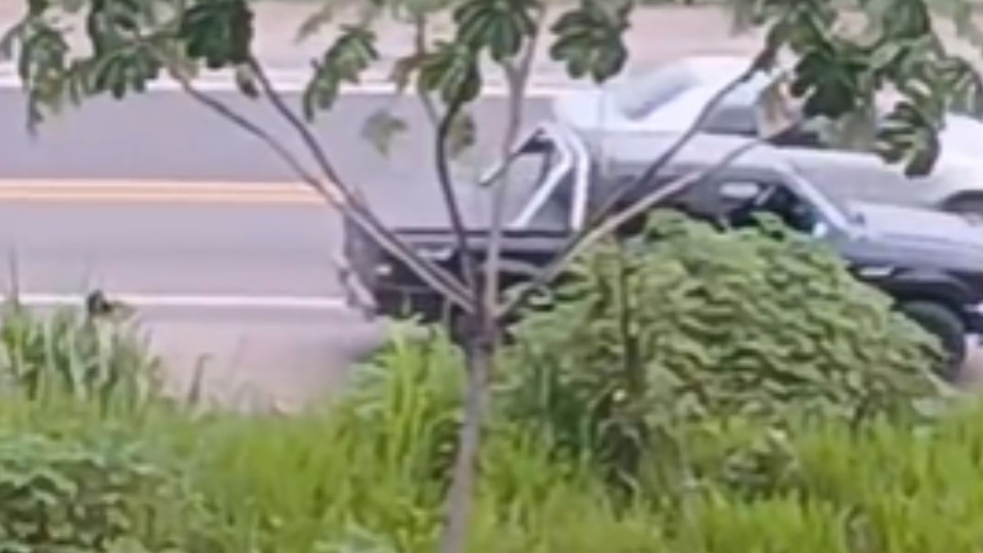 Vídeos registrados por testemunhas mostram o animal circulando às margens da rodovia, o que aumentou a preocupação entre motoristas e moradores da região.