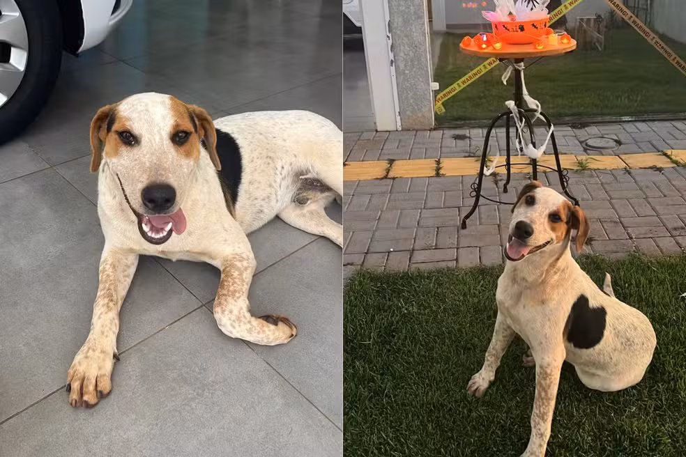 Cachorro comunitário chamado Abacate morreu após levar um tiro em Toledo, no Paraná.