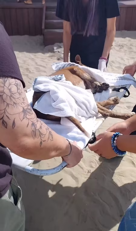 Vira-lata 'caramelo' vivia na praia do bairro Canto do Forte, em Praia Grande (SP). O autor da agressão ainda não foi identificado, de acordo com a prefeitura.