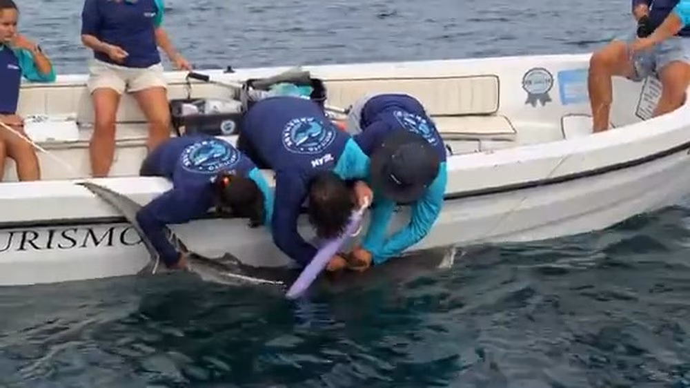 Pela primeira vez, cientistas monitoram tubarões-tigre na região Sudeste