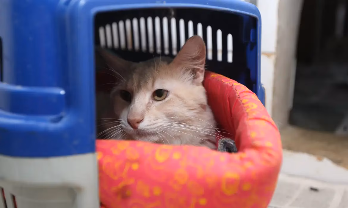 Com a intensificação do calor, cães e gatos passam a enfrentar maior risco de desidratação, estresse térmico e doenças de pele.
