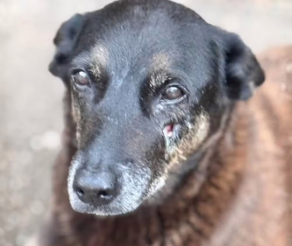 Cão Orelha morava na Praia Brava
