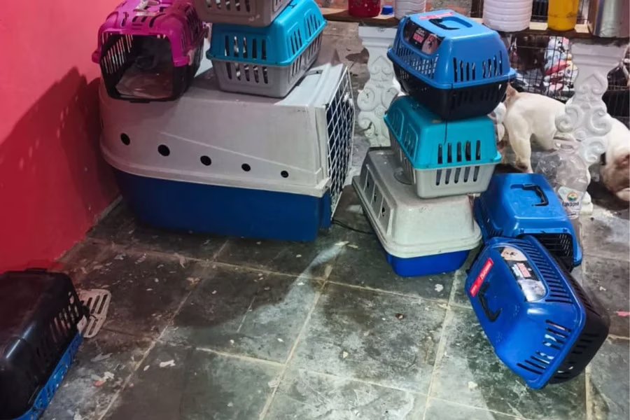 Policiais descobriram canil após queixa de briga de casal. No local, foram resgatados 12 cães em condições insalubres