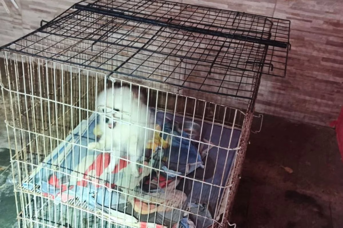 Policiais descobriram canil após queixa de briga de casal. No local, foram resgatados 12 cães em condições insalubres