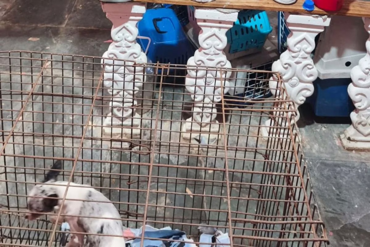 Policiais descobriram canil após queixa de briga de casal. No local, foram resgatados 12 cães em condições insalubres