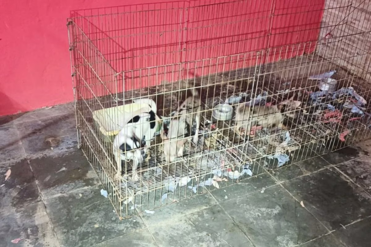 Policiais descobriram canil após queixa de briga de casal. No local, foram resgatados 12 cães em condições insalubres