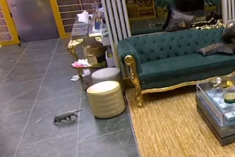 Um gambá apareceu dentro da casa do BBB 26 durante a festa da noite desta sexta-feira (13/3), e a produção do reality precisou intervir