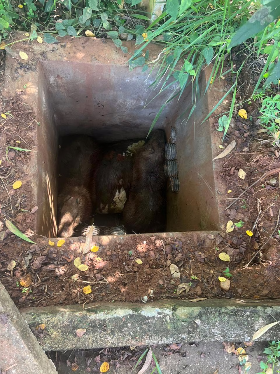 Ao chegarem ao local, os militares identificaram que os animais estavam presos no interior da estrutura de confinamento da unidade, em uma área com alto risco biológico e acesso restrito. A situação exigiu manobras cuidadosas e o uso de equipamentos específicos de segurança