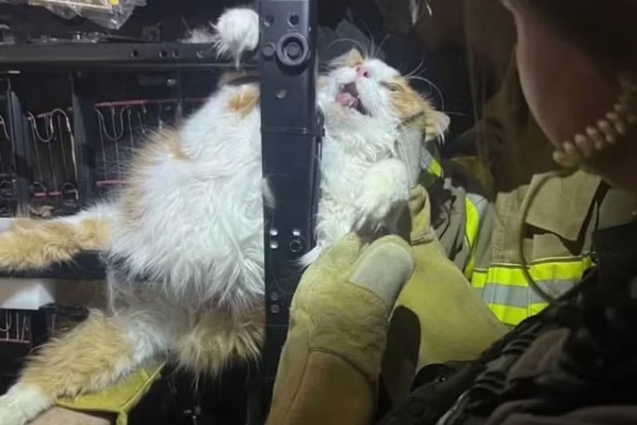Bombeiros foram acionados para resgatar um gato que ficou entalado em estrutura metálica durante tentativa de escape em clínica