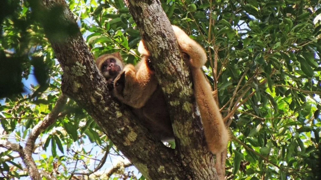 Macaco muriqui-do-norte
