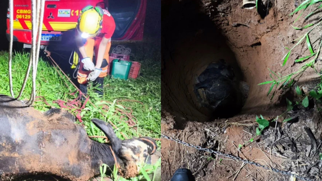 Animal estava debilitado, mas foi retirado com segurança e se recuperou após o salvamento; ele precisou ser içado pelos bombeiros