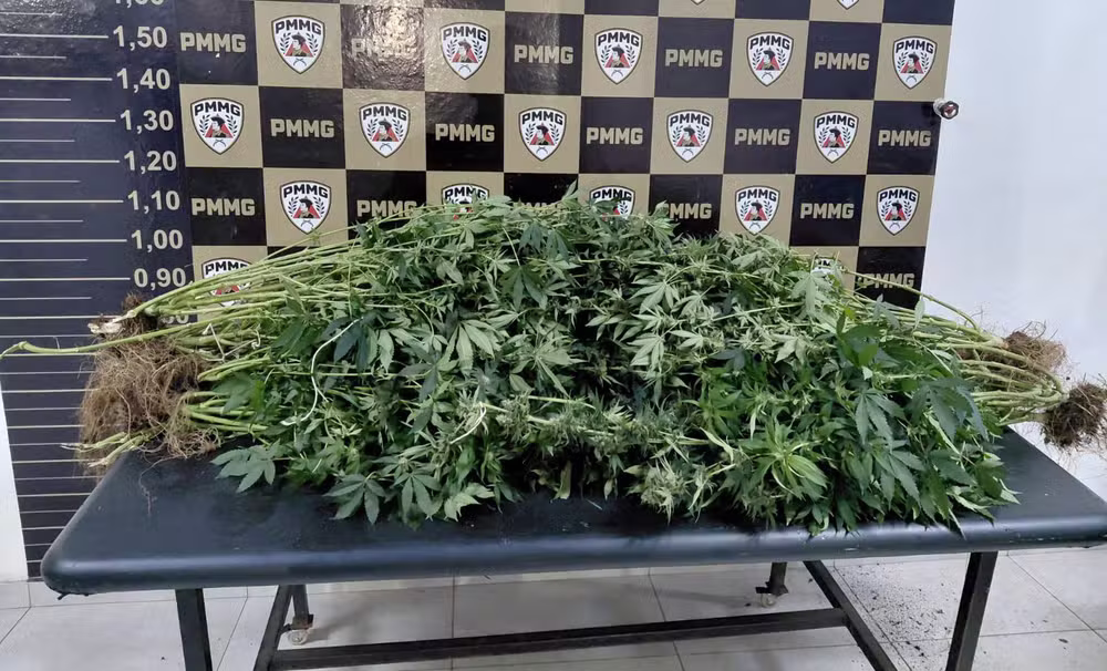 Pés de maconha apreendidos pela PM na casa da família