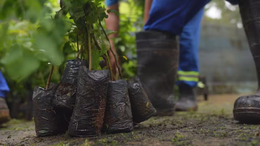 Projeto que utiliza mão de obra de detentos já plantou mais de 4,5 milhões de mudas no RJ