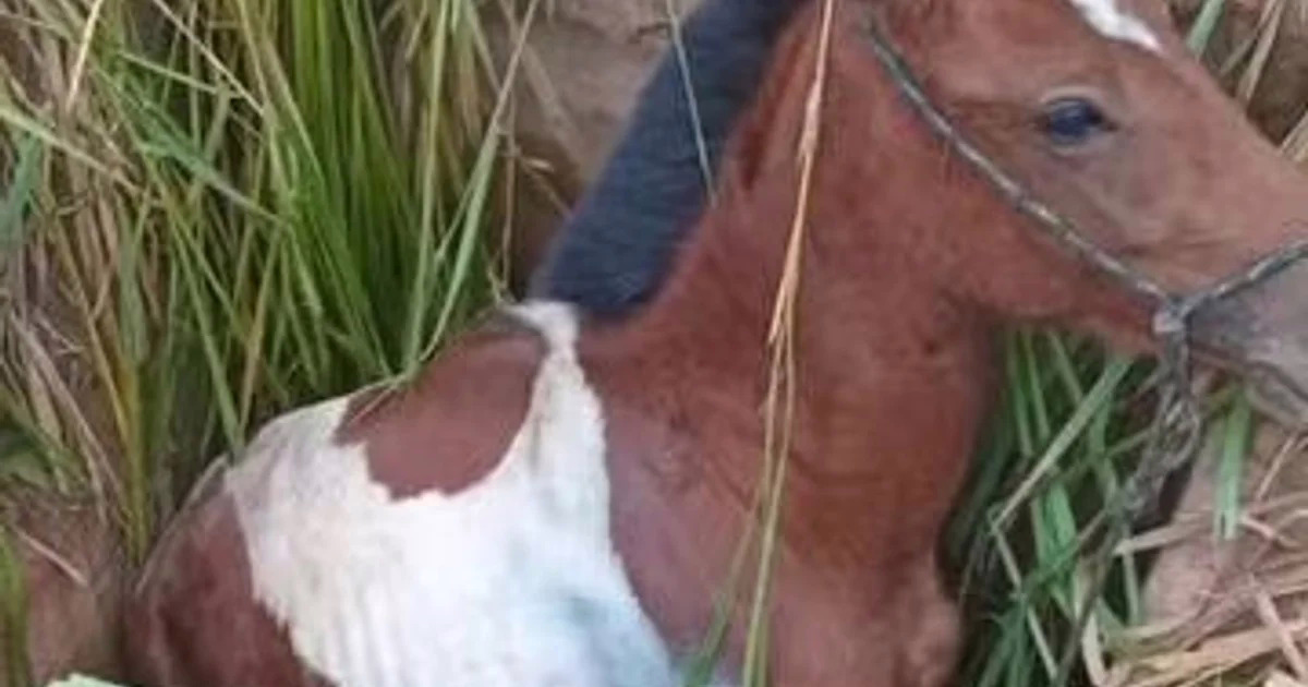 De acordo com as informações repassadas, a abertura do bueiro tinha cerca de um metro de diâmetro, e a profundidade até o fundo era de aproximadamente 1,8 metro, o que impediu a saída do equino por conta própria.