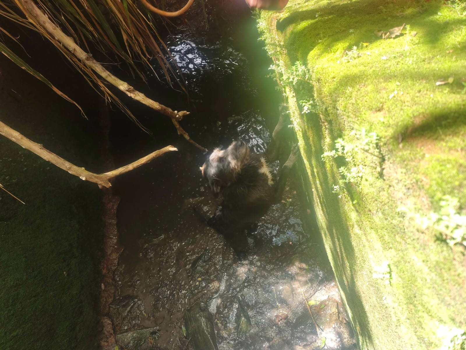 Corpo de Bombeiros reforça que, em casos de animais em situação de risco ou em locais de difícil acesso, a população deve acionar a corporação para que o resgate seja feito com segurança.