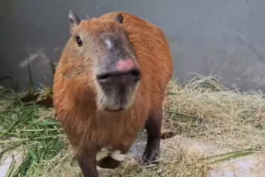 A denúncia expõe que os 6 homens agiram de forma “coordenada” e contaram com a ajuda de dois adolescentes para cercar e espancar a capivara.