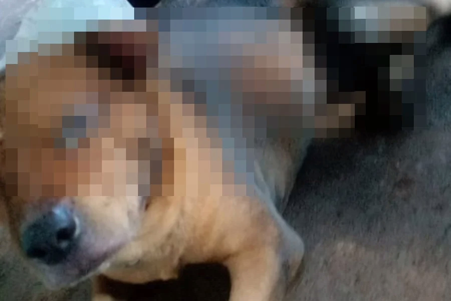 Segundo a Polícia Civil de Goiás, o caso é investigado como maus-tratos; o cachorro ficou com graves queimaduras pelo corpo