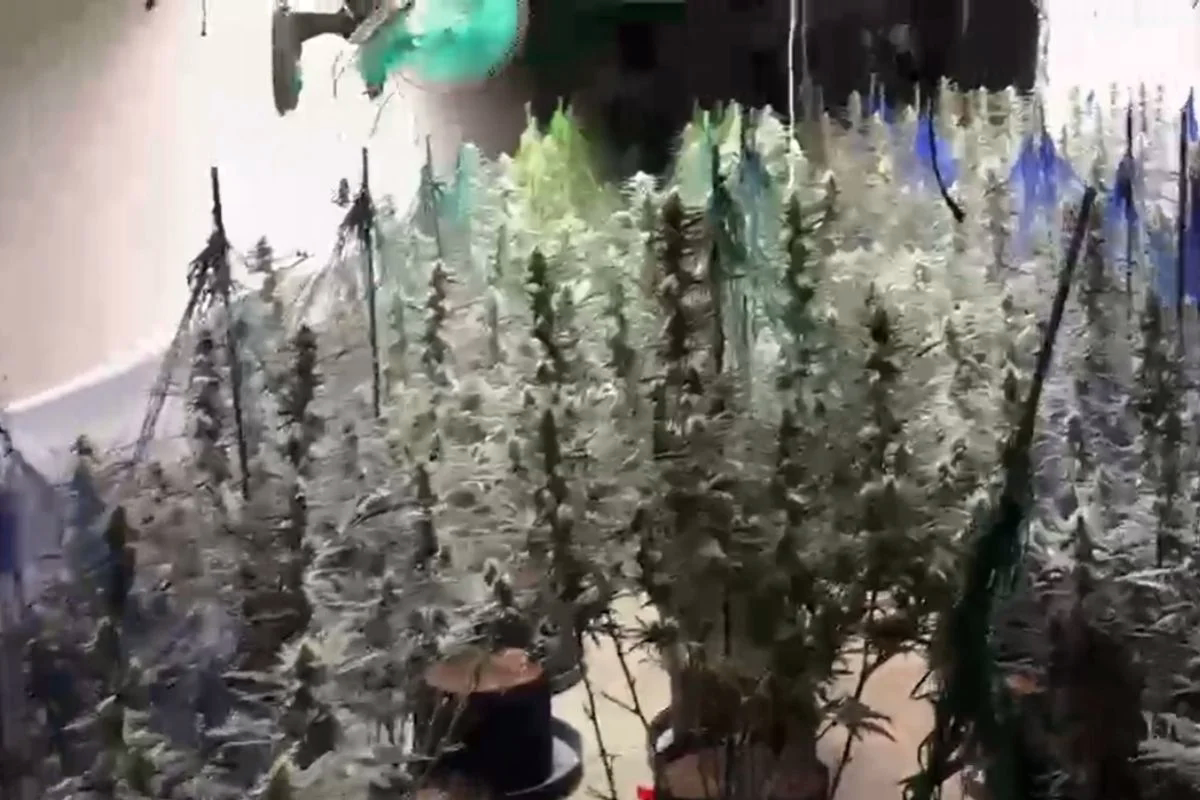 Operação conjunta com autoridades da Espanha desarticulou laboratório de maconha em território espanhol. Um homem foi preso