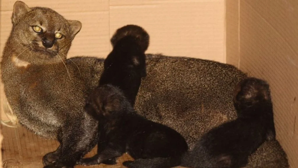 A fêmea e os três filhotes de gato-mourisco.