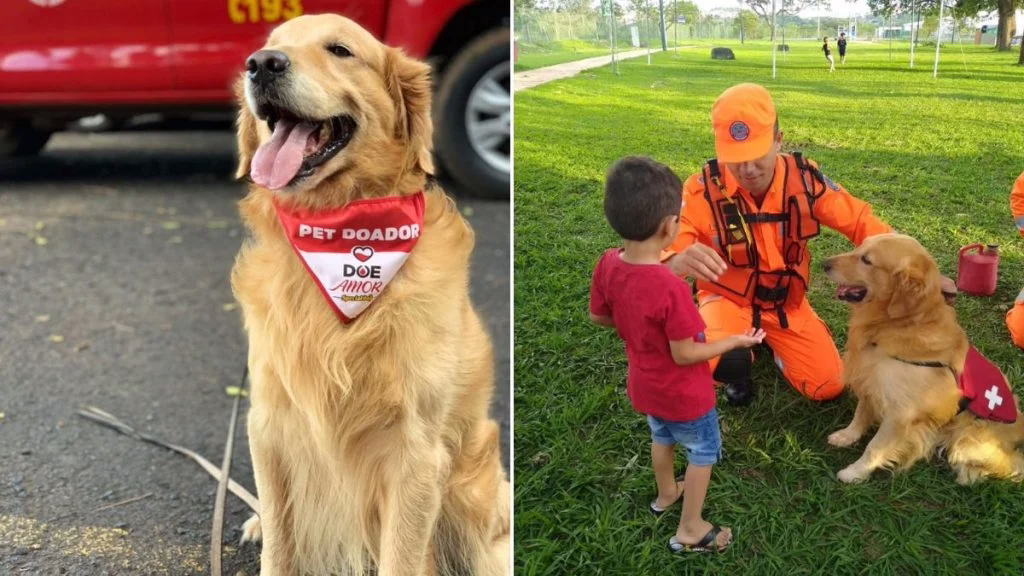 Morre cão dos bombeiros que doou sangue e atuou em causas sociais durante 11 anos
