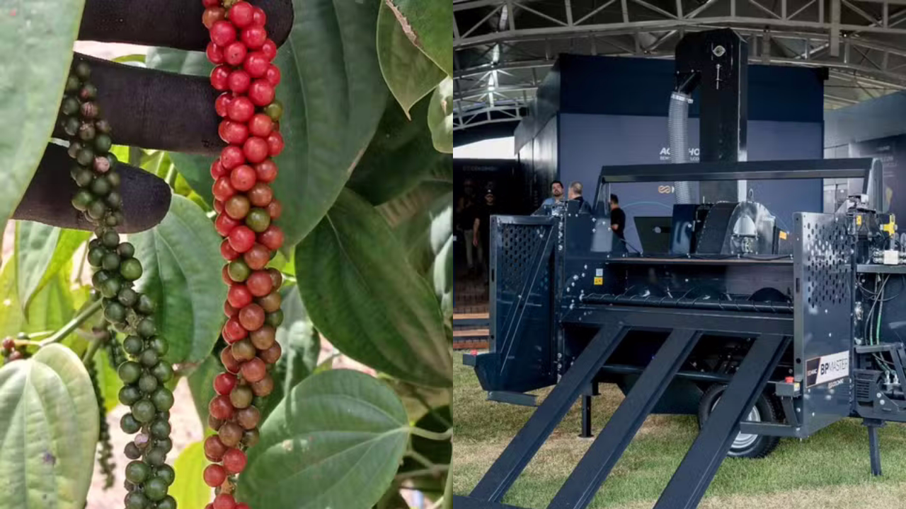 Máquina lançada na Agrishow mecaniza colheita de pimenta-do-reino e pode reduzir custos com mão de obra.