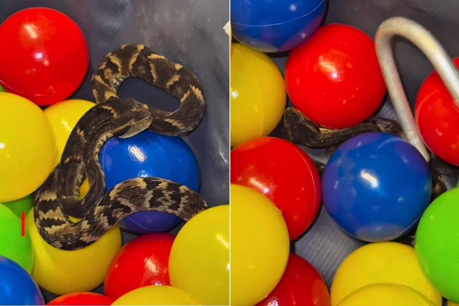 Animal peçonhento foi resgatado por veterinário e solto em área afastada. Jararacas representam 72% dos casos de picadas de cobra no estado