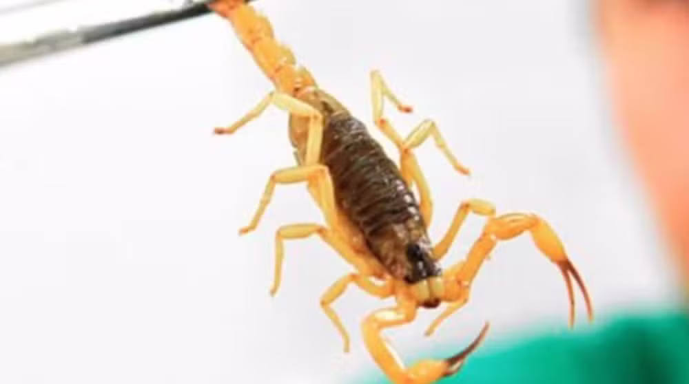 Acidentes com escorpião têm crescido em SP