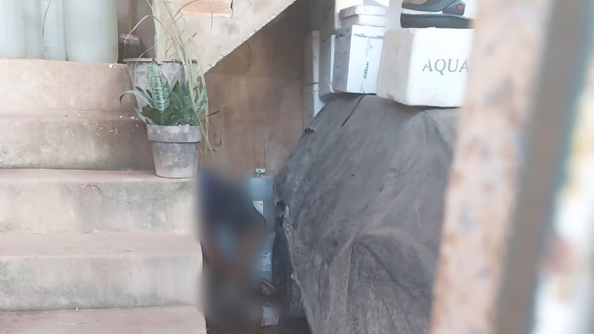 Foto enviada ao PLOX