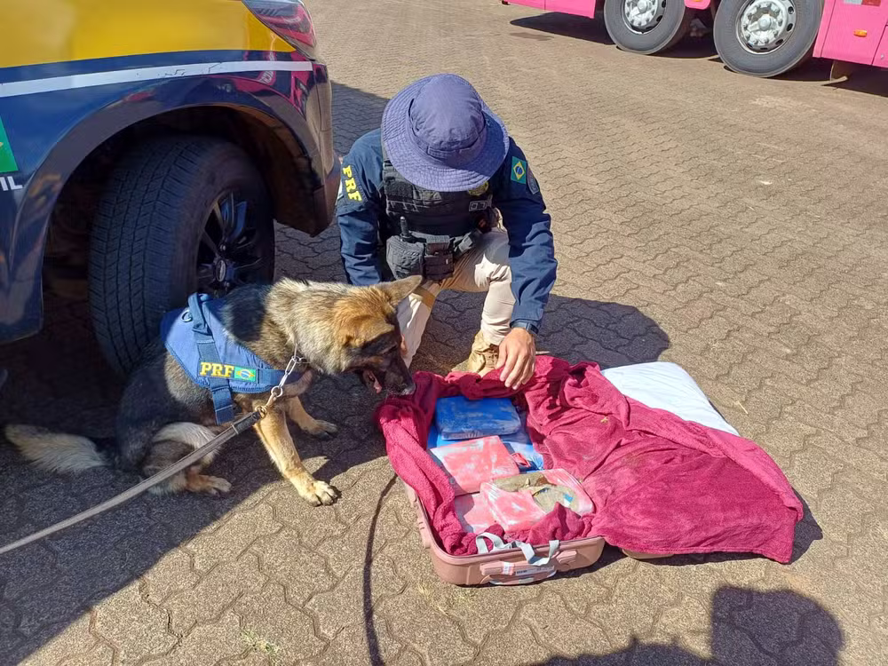 Cão de faro encontra drogas em mala de passageiro de ônibus em Uberlândia