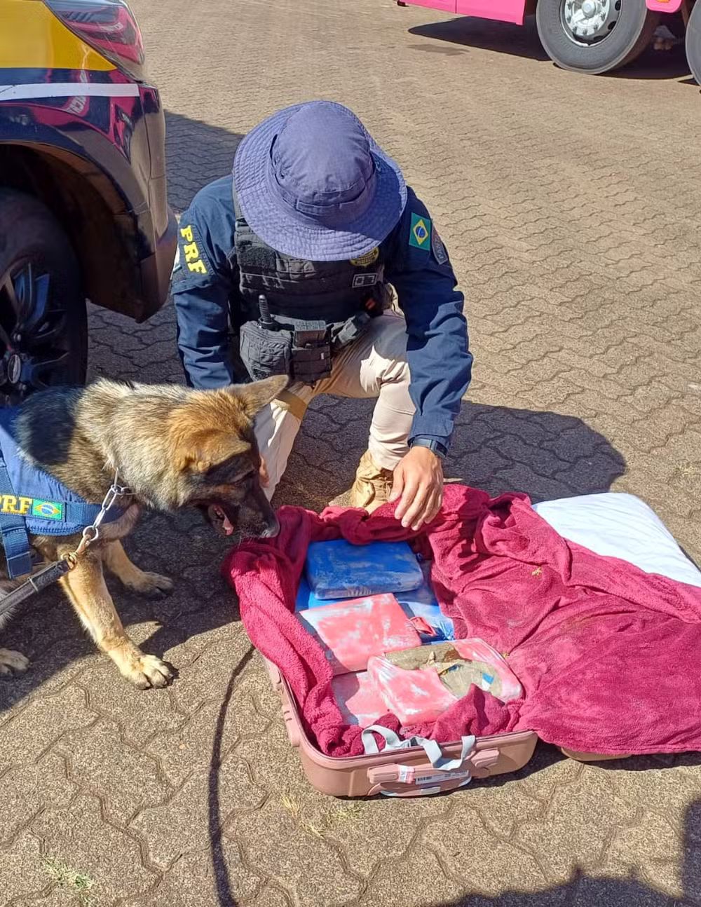 Cão de faro encontra drogas em mala de passageiro de ônibus em Uberlândia