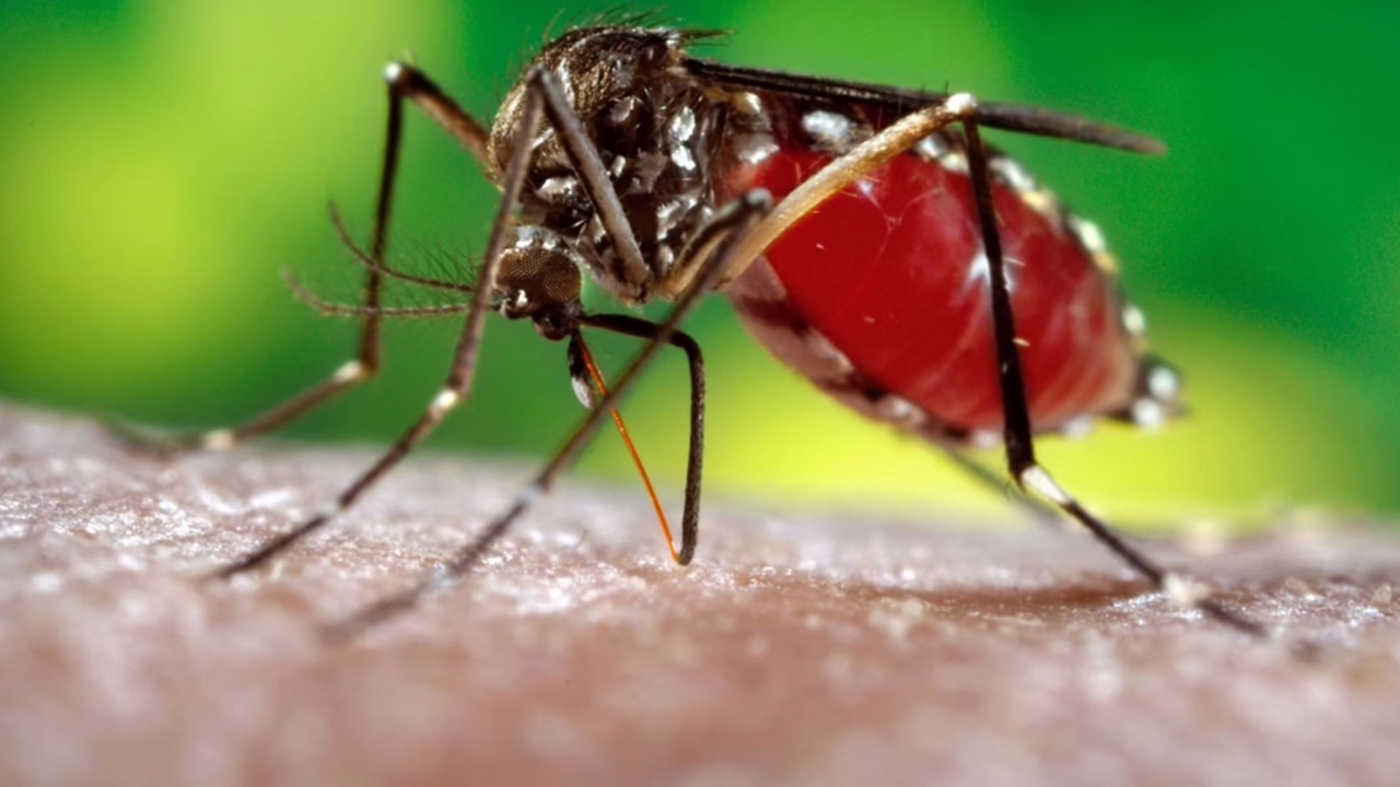 Mosquito aedes aegypti é o causador das arboviroses