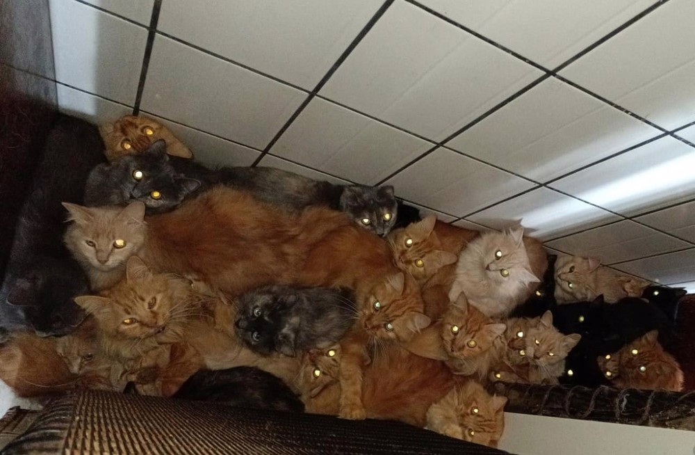 Gatos viviam amontoados em apartamento em Concórdia (SC)